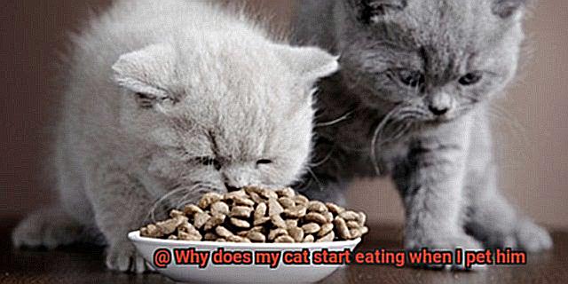 Why does my cat start eating when I pet him-5