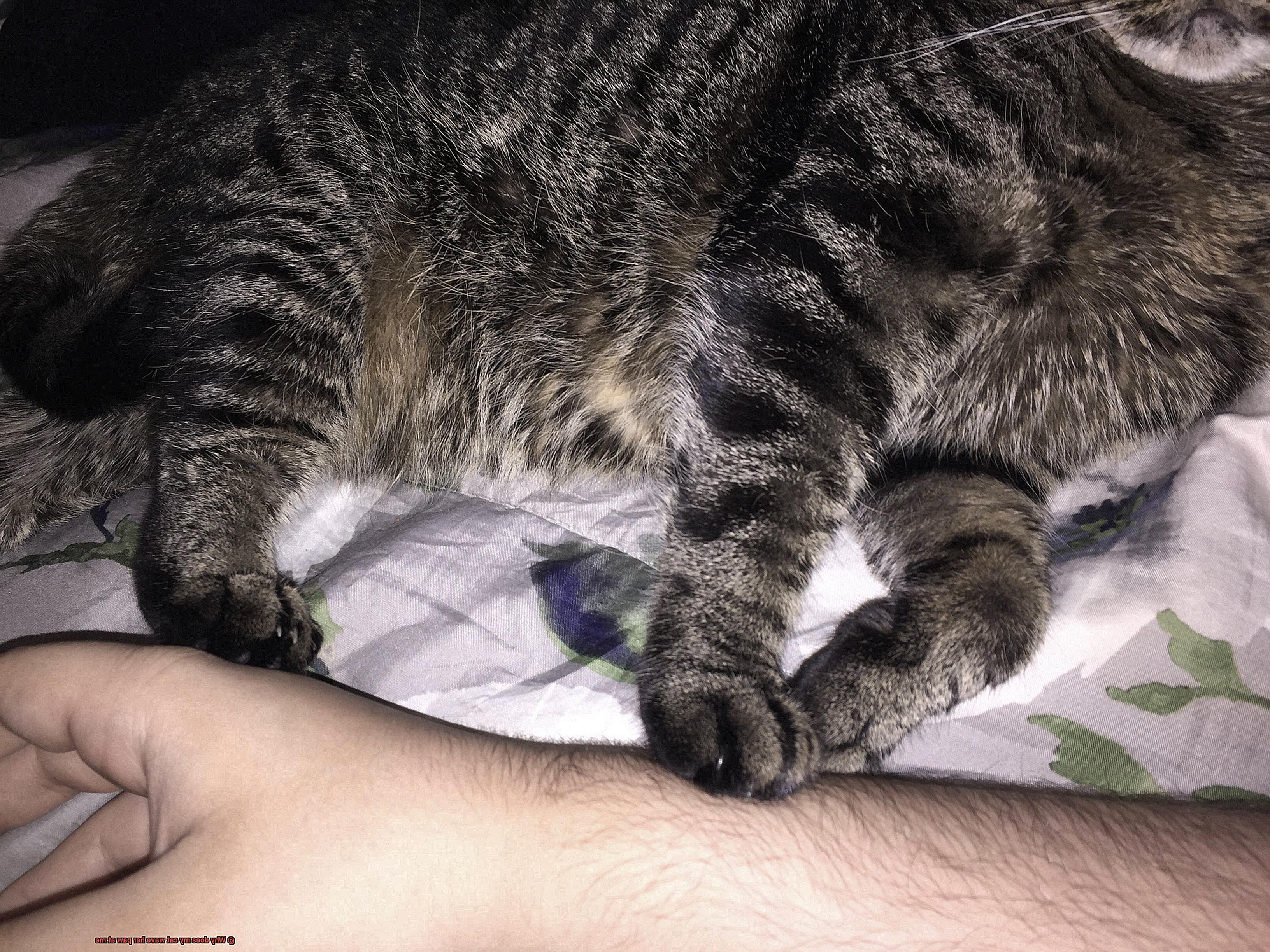 Why does my cat wave her paw at me-11
