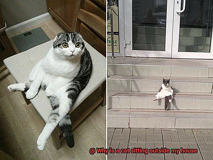 Why is a cat sitting outside my house-5