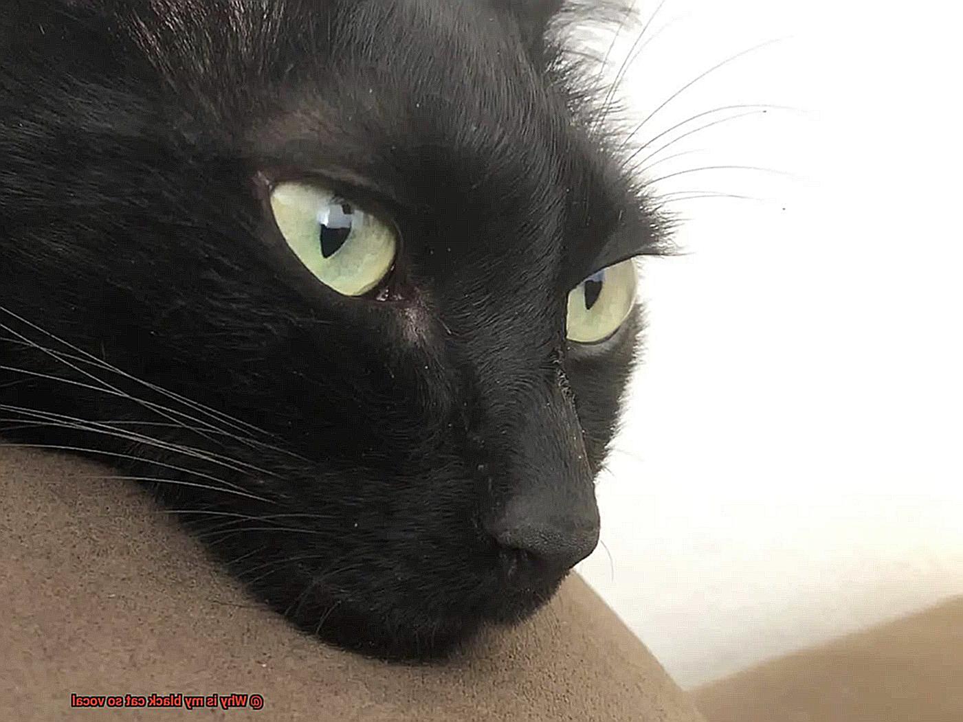Why is my black cat so vocal-3