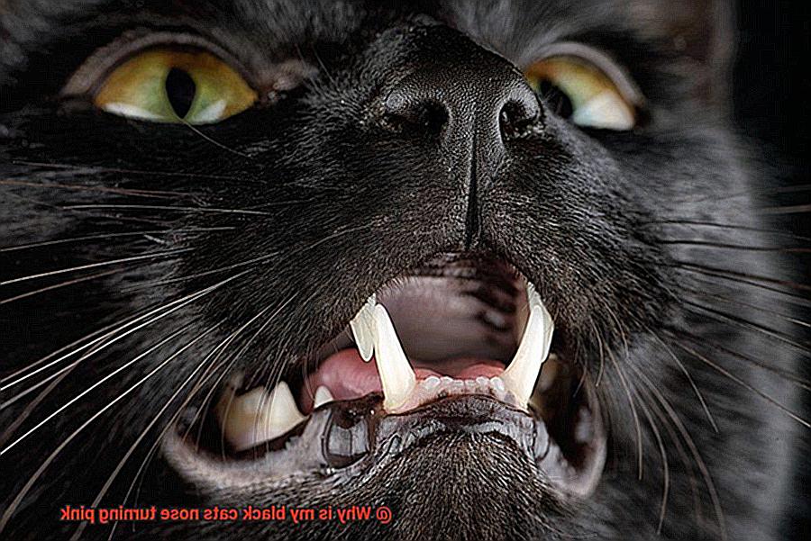 Why is my black cats nose turning pink-2