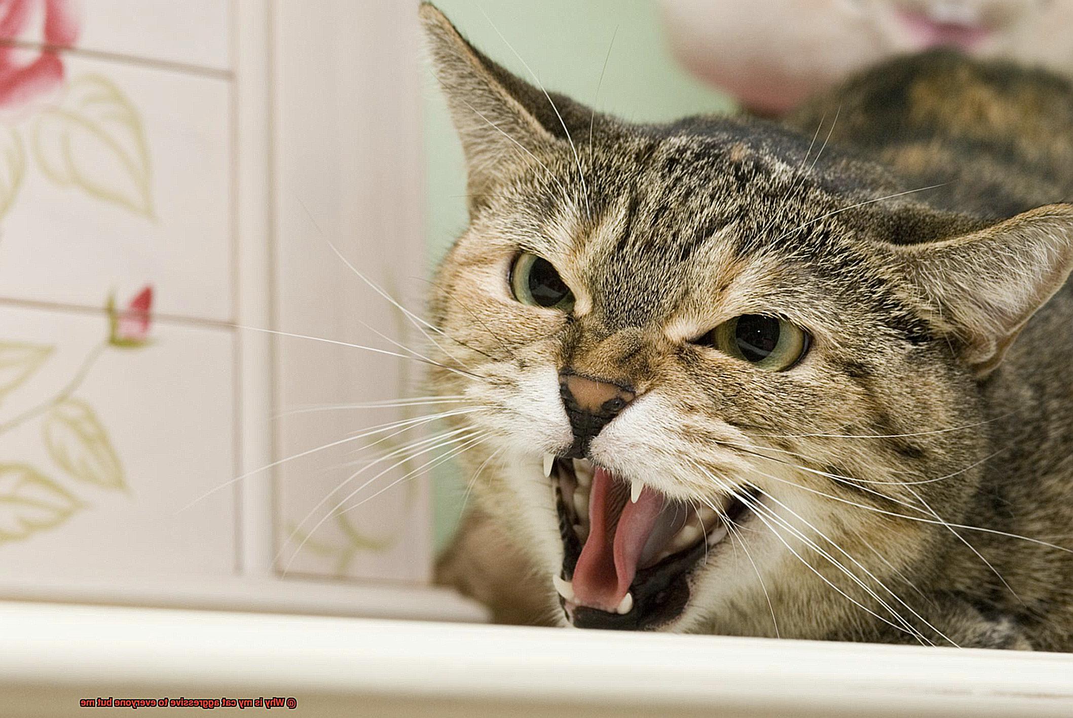 Why is my cat aggressive to everyone but me-4