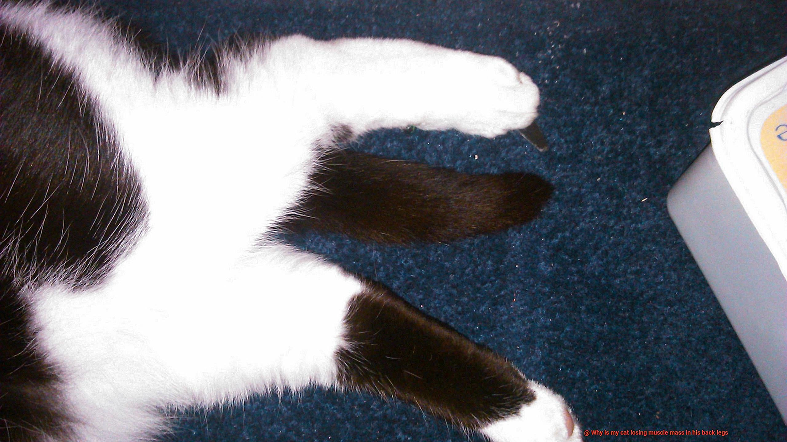 Why is my cat losing muscle mass in his back legs-4