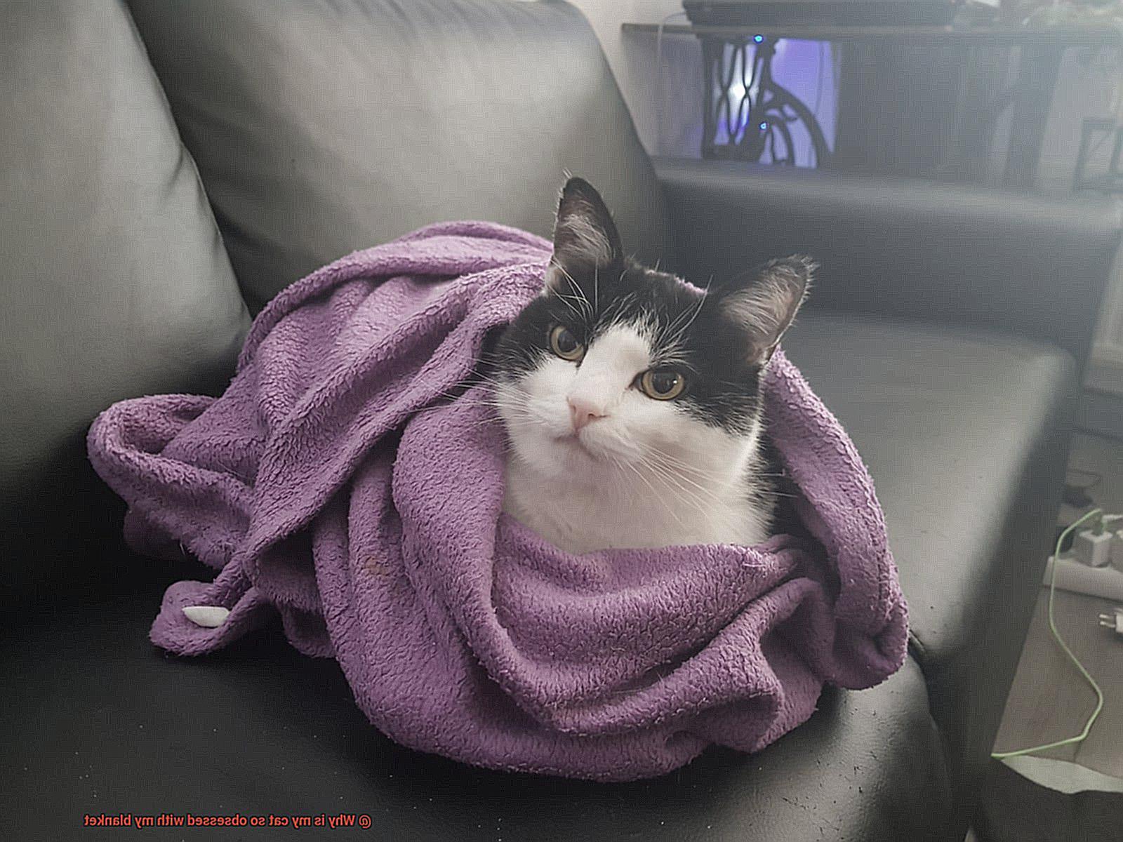 Why is my cat so obsessed with my blanket?
