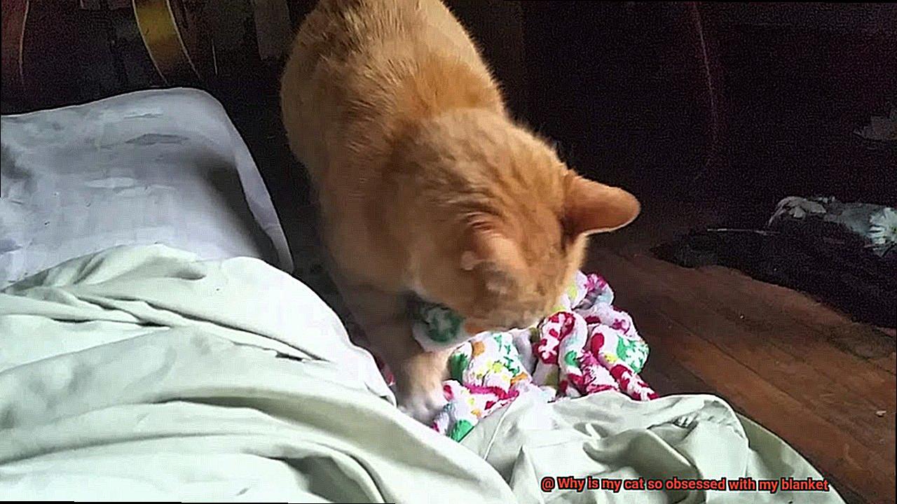 Why is my cat so obsessed with my blanket?