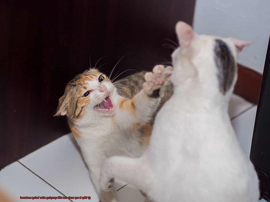 Why is my male cat still spraying after being neutered?