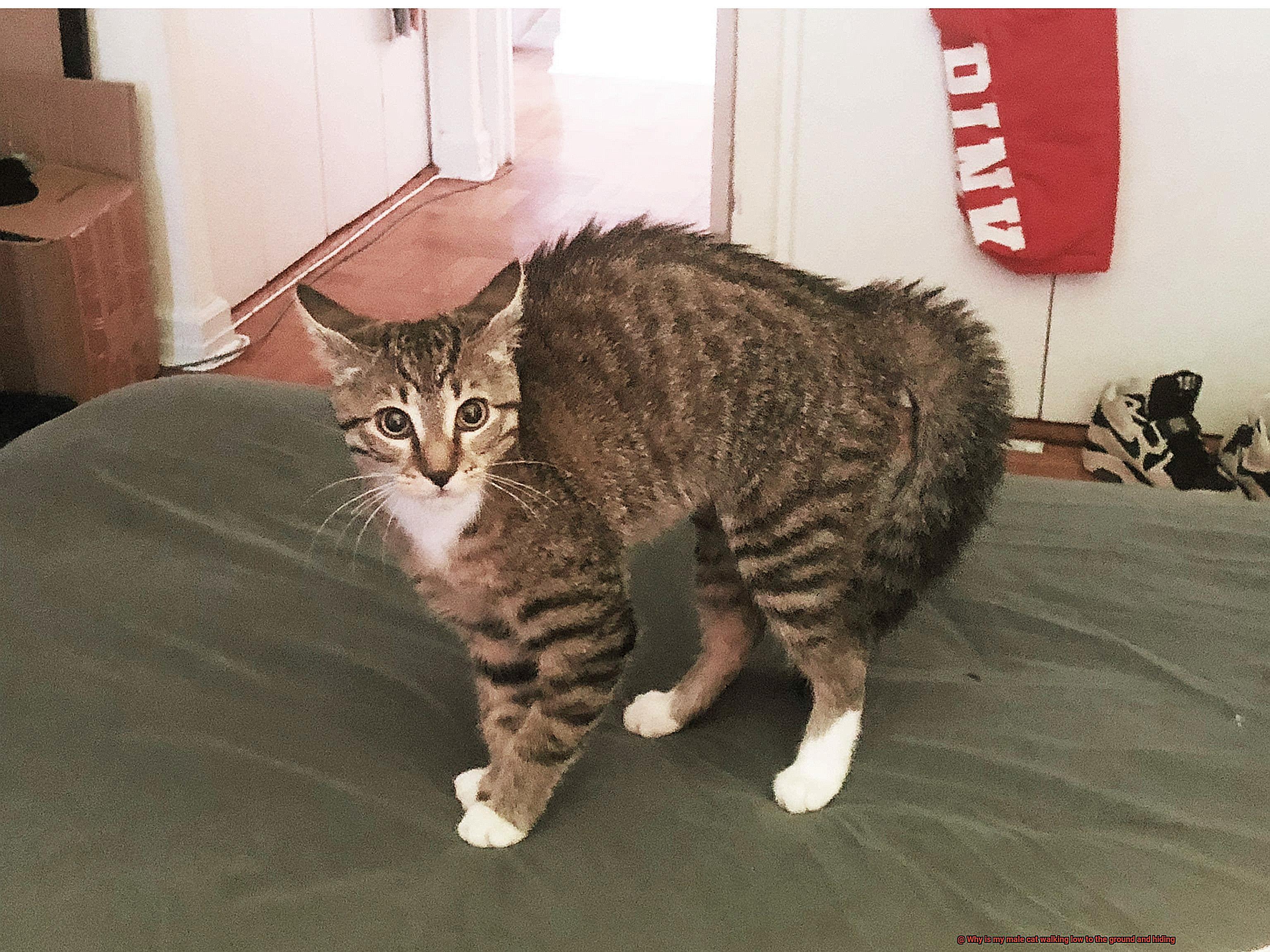 Why is my male cat walking low to the ground and hiding?