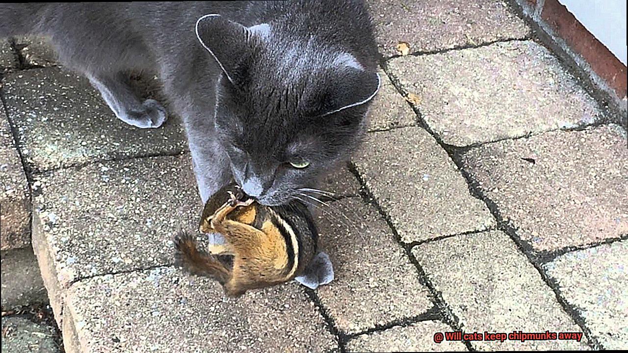 Will cats keep chipmunks away-2