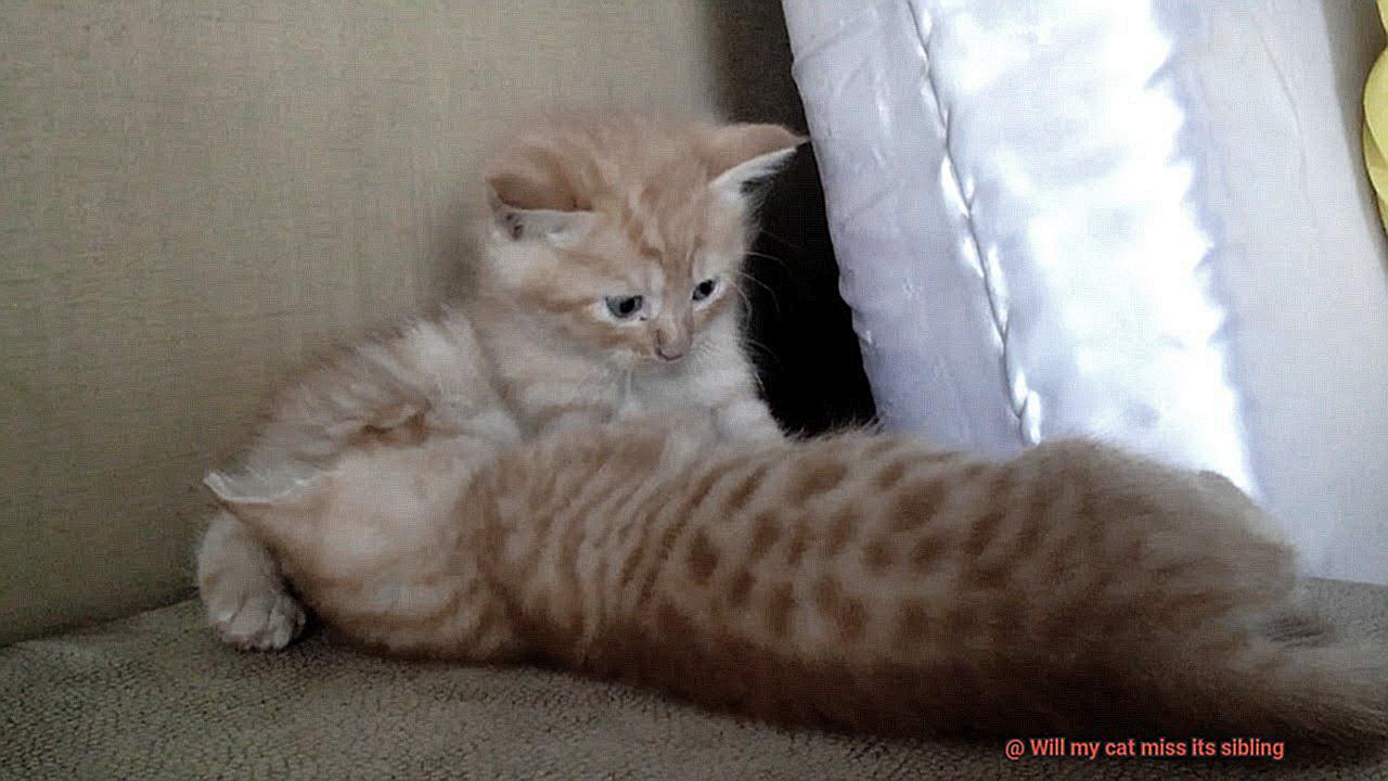 Will my cat miss its sibling-6