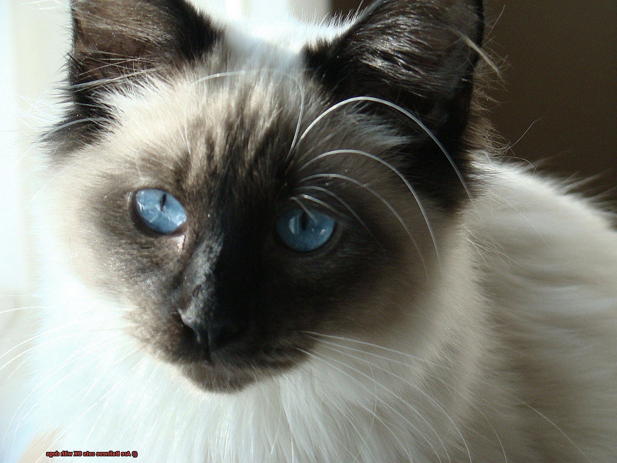 Are Balinese cats OK with dogs-5