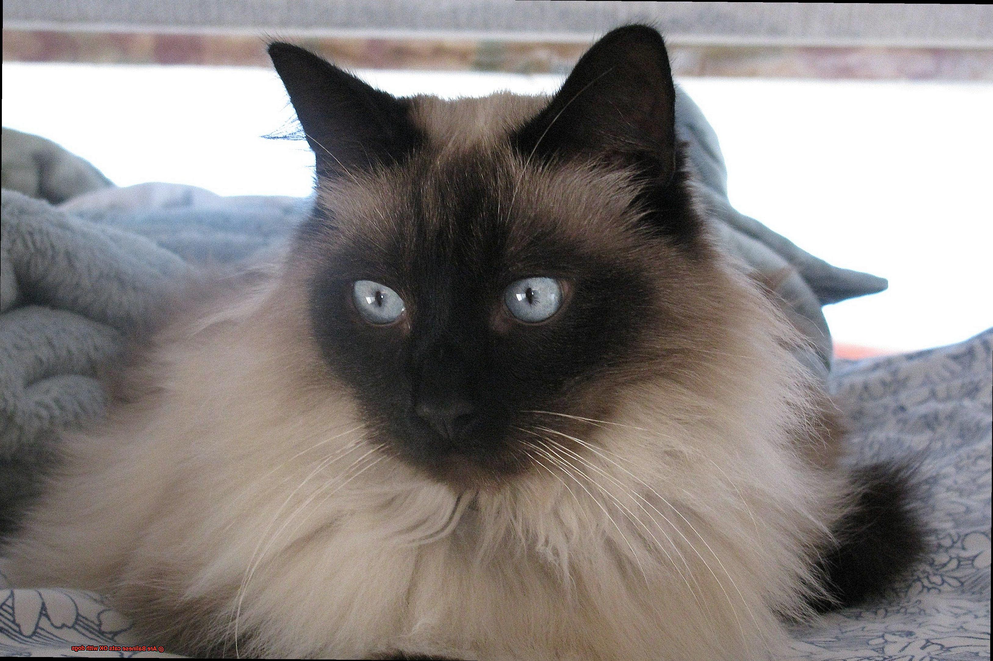 Are Balinese cats OK with dogs-4