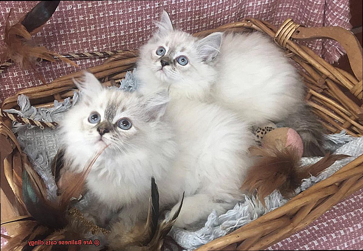 Are Balinese cats clingy 0923640569