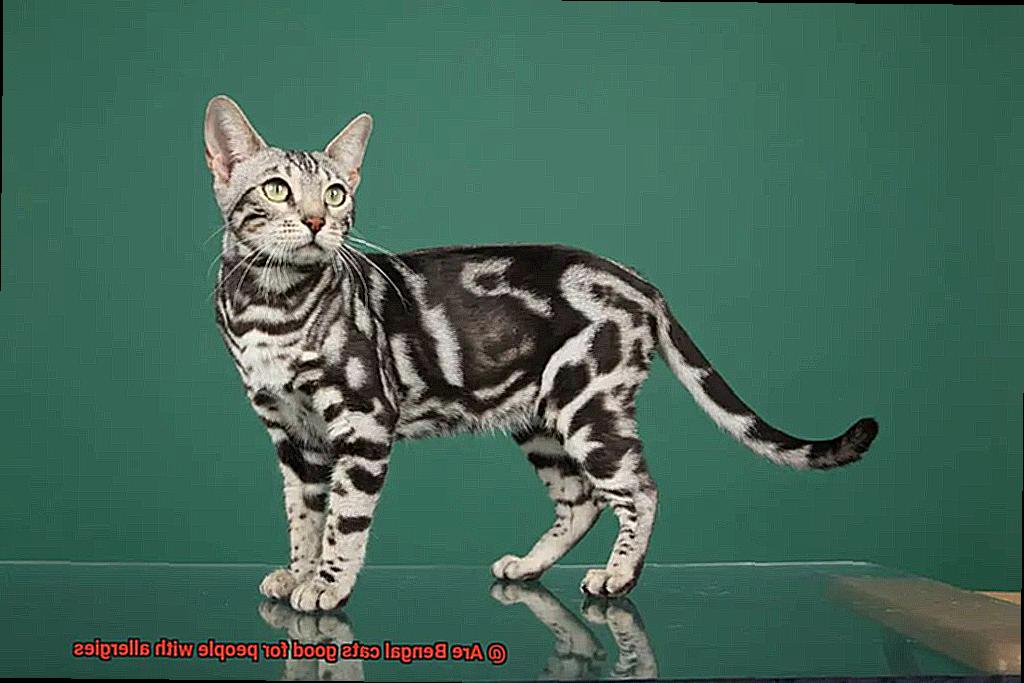 Are Bengal cats good for people with allergies-2