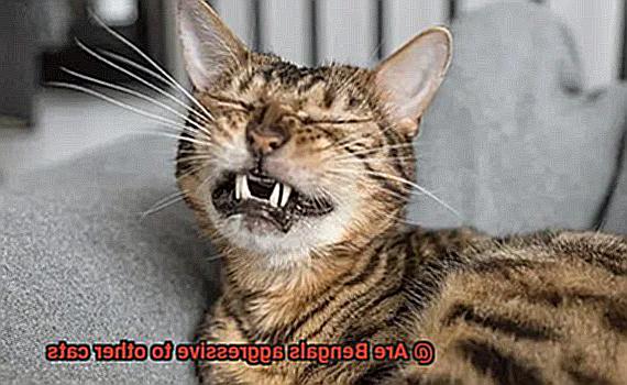 Are Bengals aggressive to other cats-2