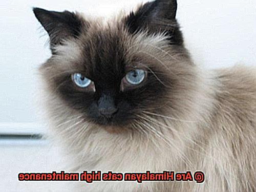 Are Himalayan cats high maintenance-2