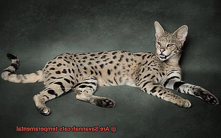 Are Savannah cats temperamental-3