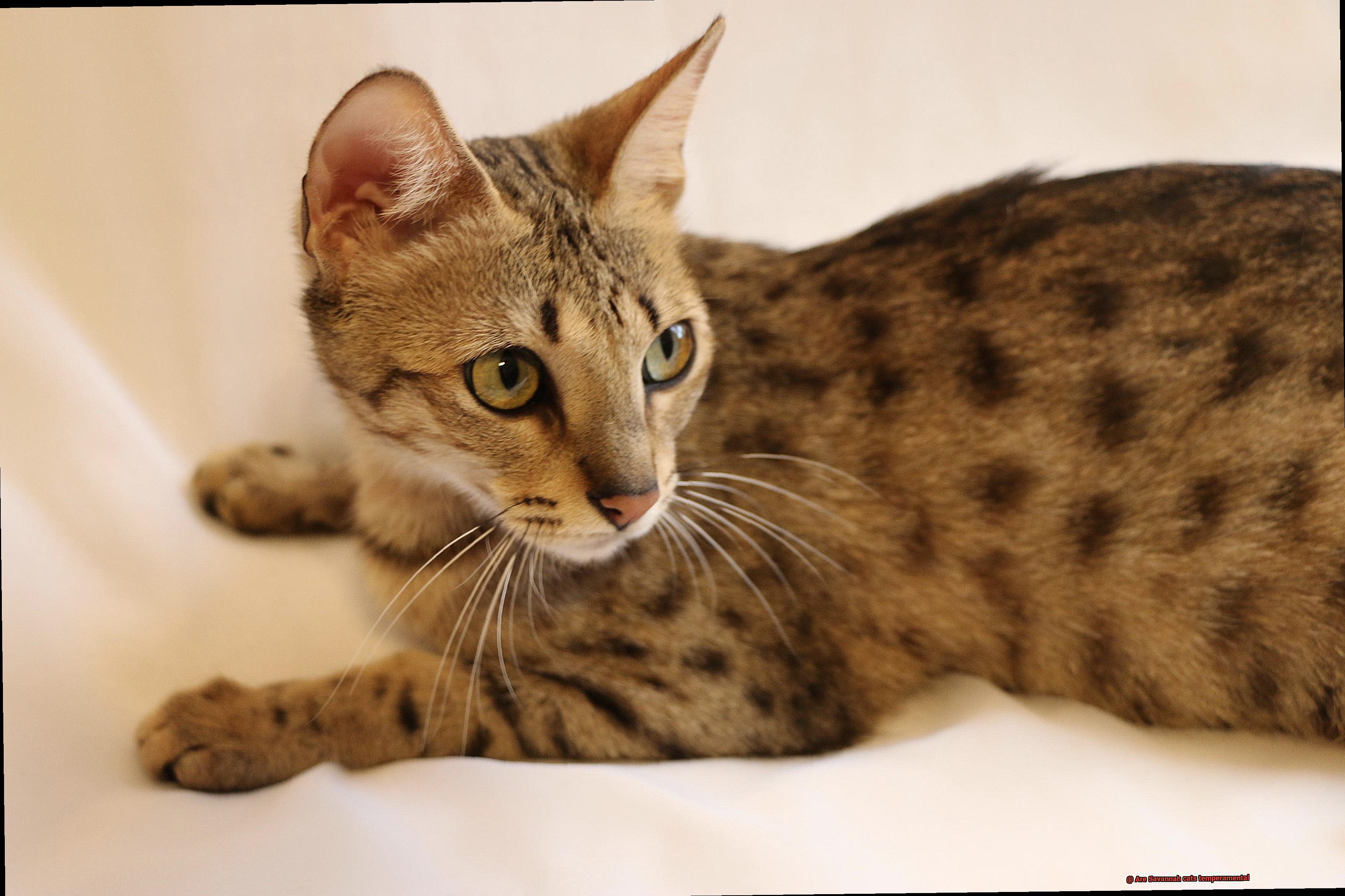 Are Savannah cats temperamental-2