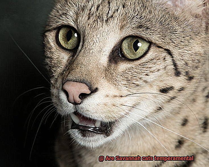 Are Savannah cats temperamental-4