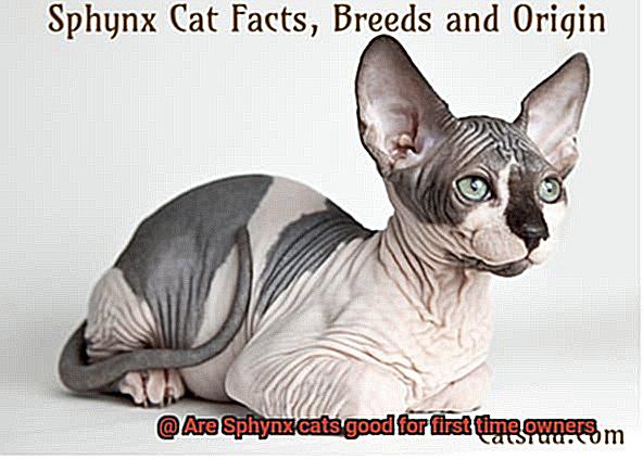 Are Sphynx cats good for first time owners-2