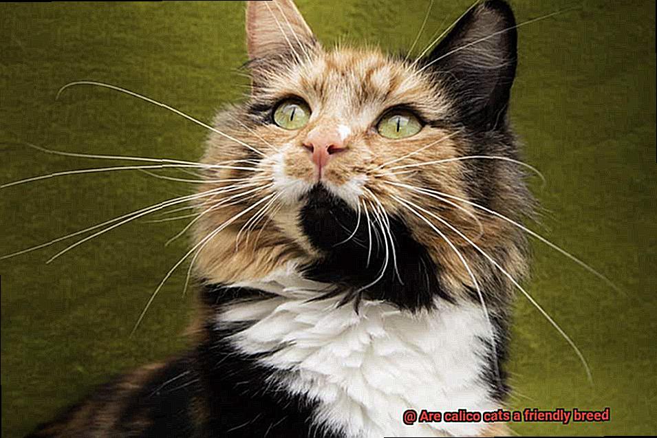 Are calico cats a friendly breed-4