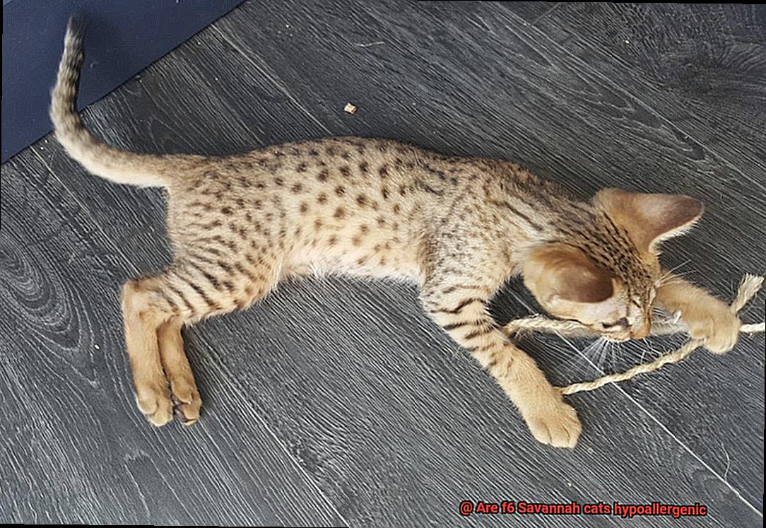 Are f6 Savannah cats hypoallergenic-3