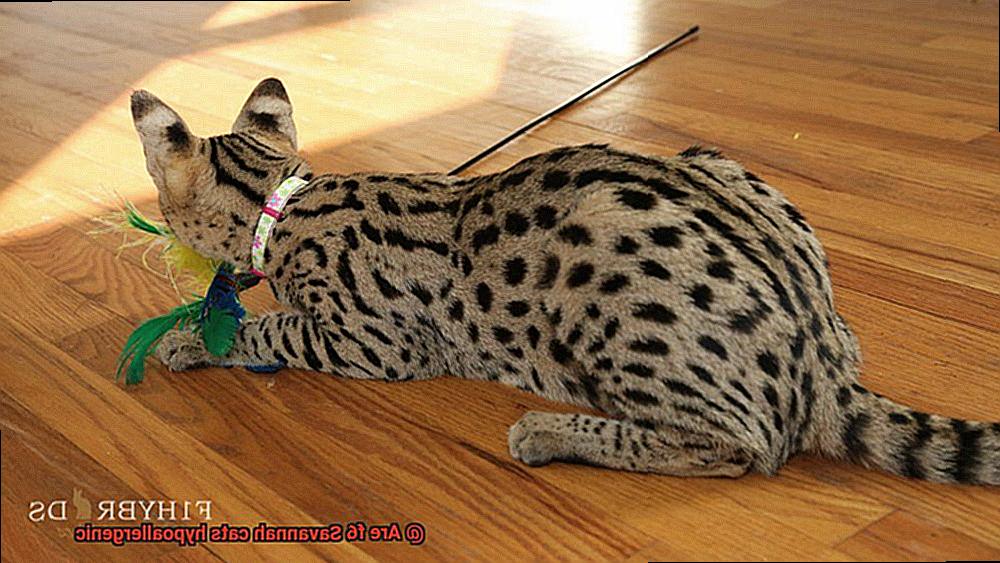 Are f6 Savannah cats hypoallergenic-2