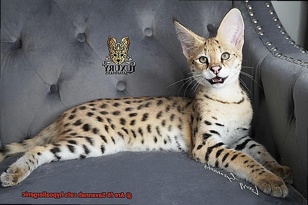 Are f6 Savannah cats hypoallergenic-5