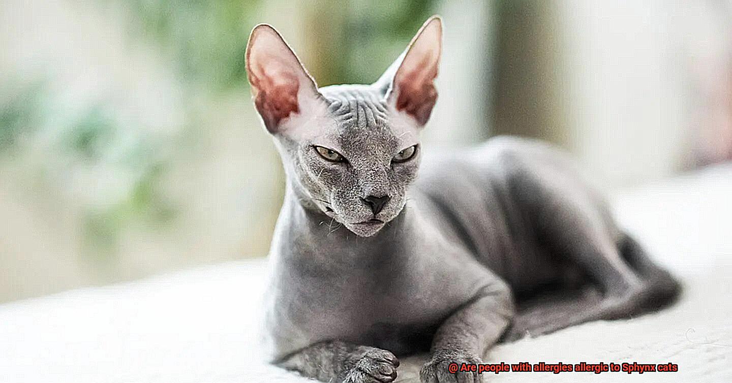Are people with allergies allergic to Sphynx cats-5