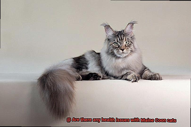 Are there any health issues with Maine Coon cats-4