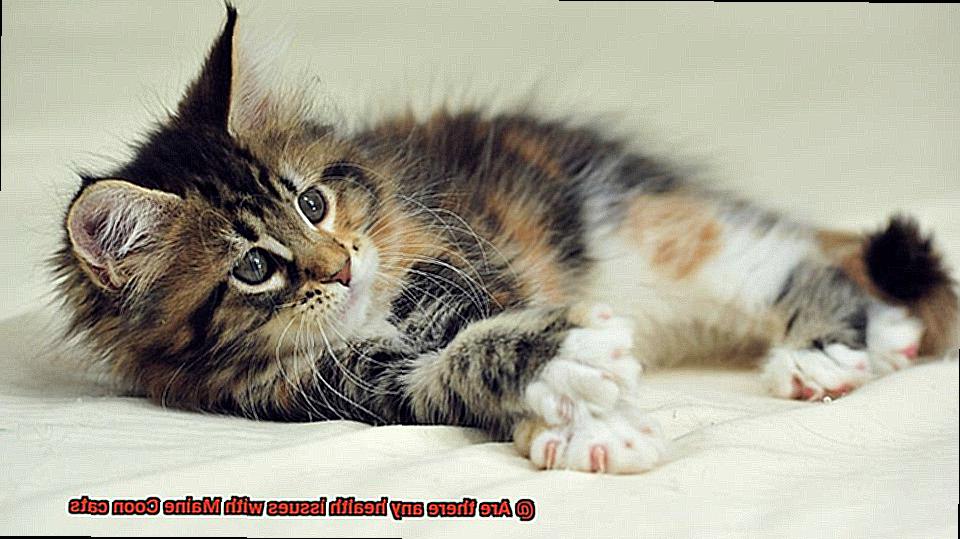 Are there any health issues with Maine Coon cats-3