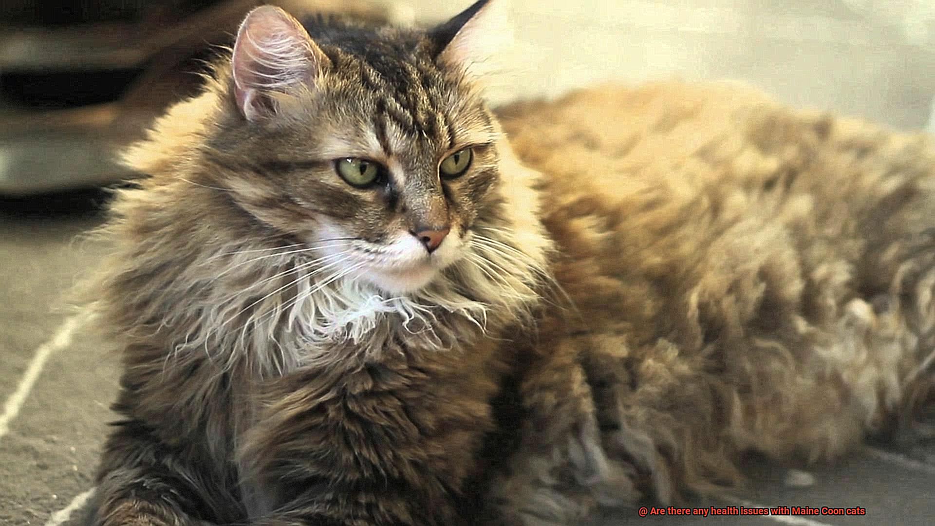 Are there any health issues with Maine Coon cats-2