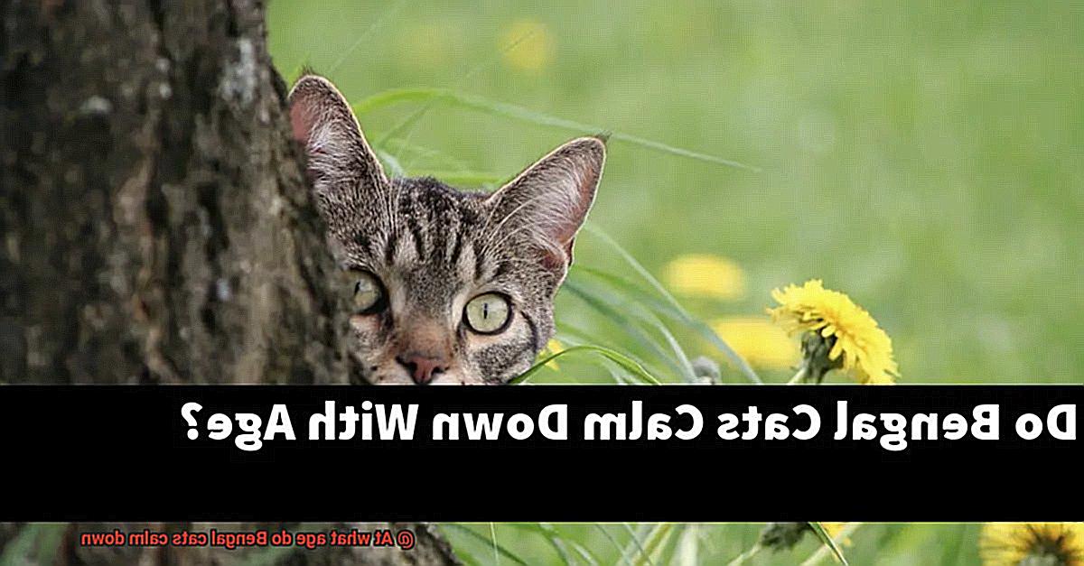 At what age do Bengal cats calm down-3