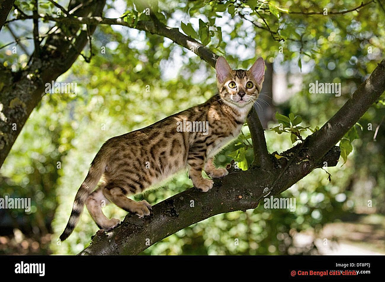 Can Bengal cats climb-2