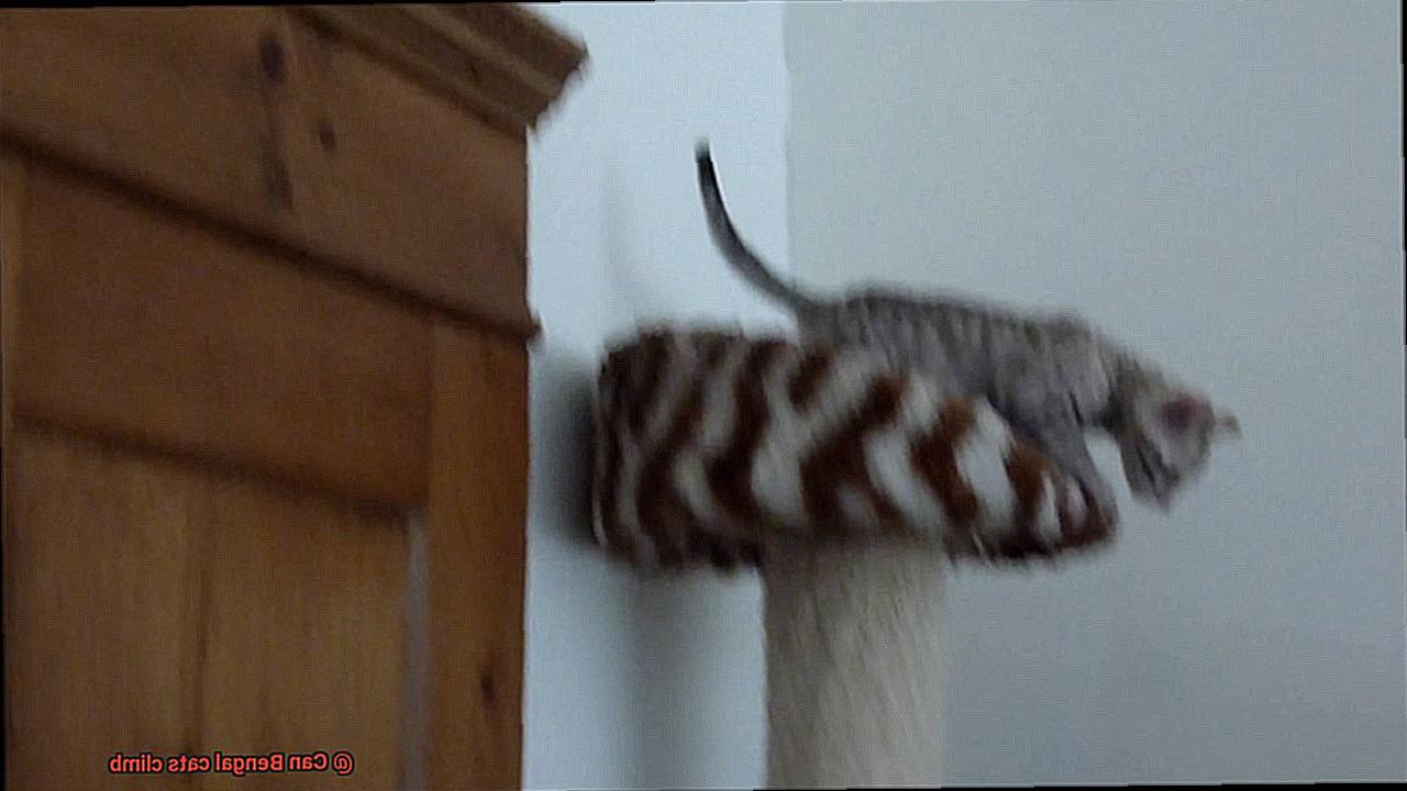 Can Bengal cats climb-4