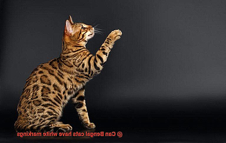 Can Bengal cats have white markings-2
