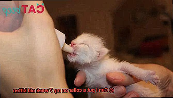 Can I put a collar on my 7 week old kitten-2