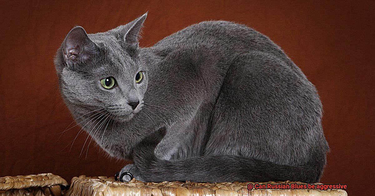 Can Russian Blues be aggressive-3