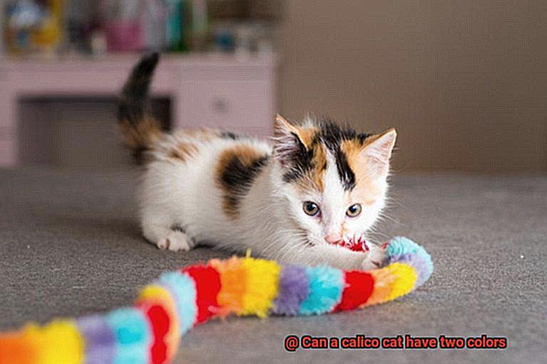 Can a calico cat have two colors-2