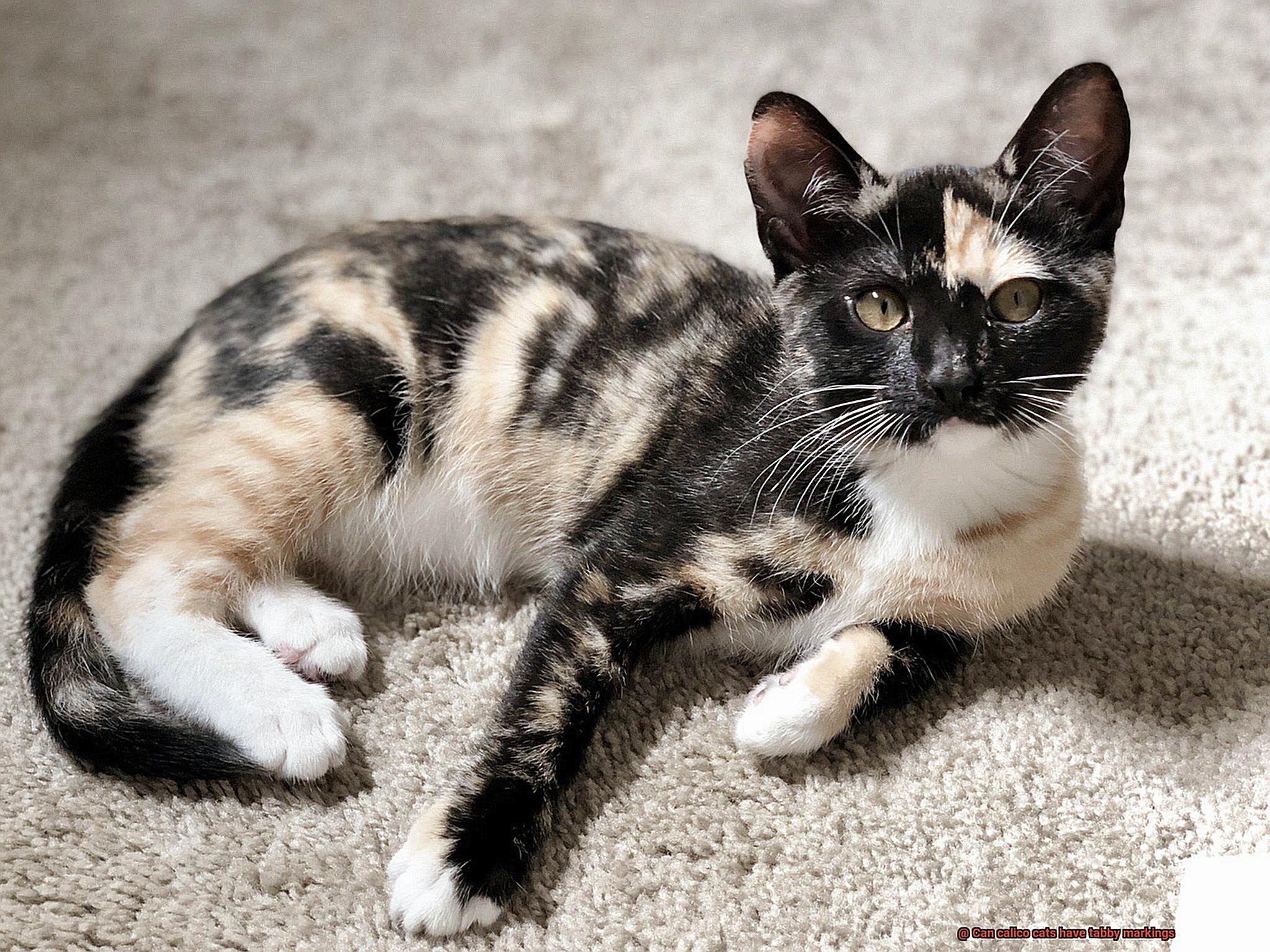 Can calico cats have tabby markings-2
