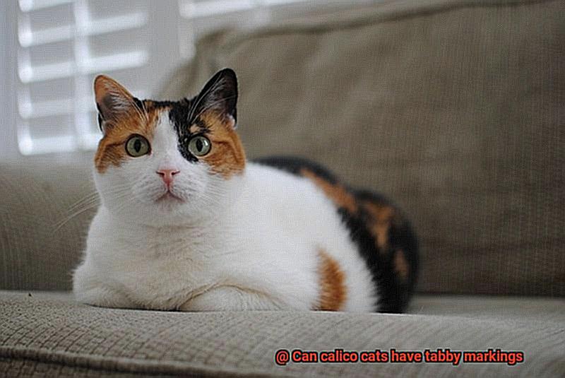 Can calico cats have tabby markings-3