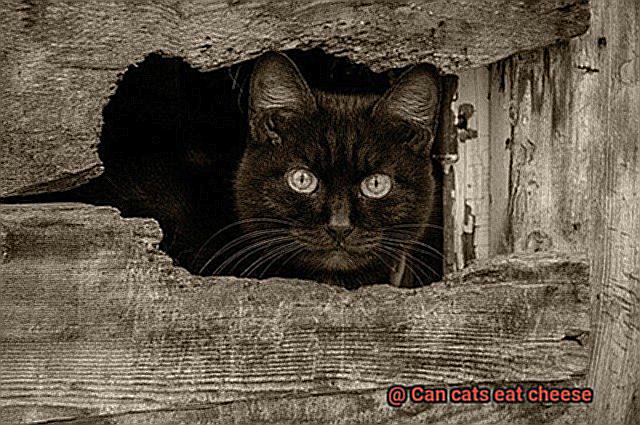 Can cats eat cheese-5