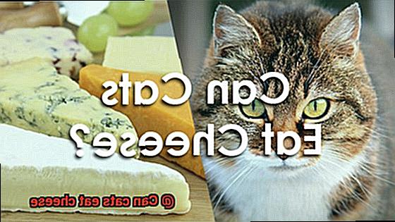 Can cats eat cheese-3
