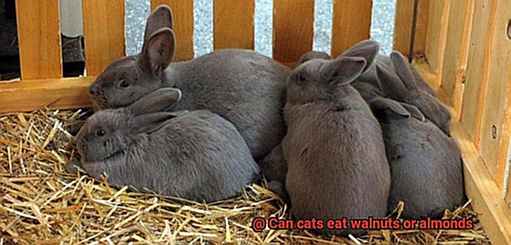 Can cats eat walnuts or almonds-3