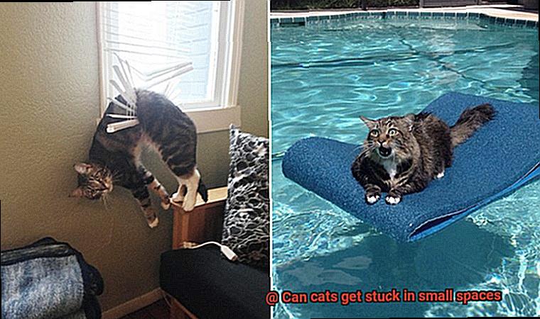 Can cats get stuck in small spaces-2