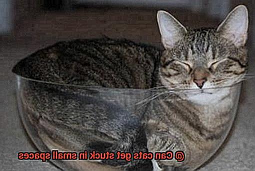 Can cats get stuck in small spaces-4