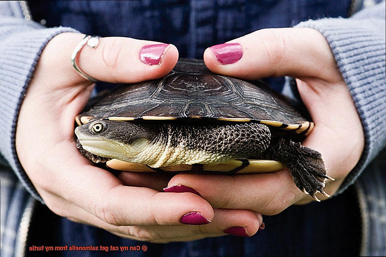 Can my cat get salmonella from my turtle-2