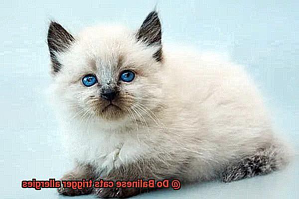 Do Balinese cats trigger allergies-3