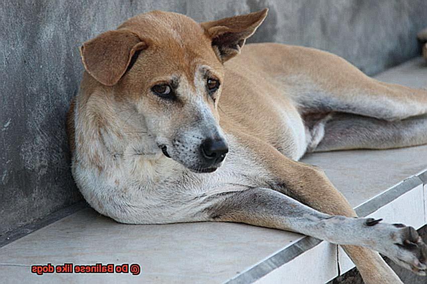 Do Balinese like dogs-2