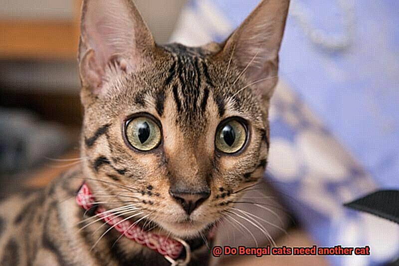 Do Bengal cats need another cat-4