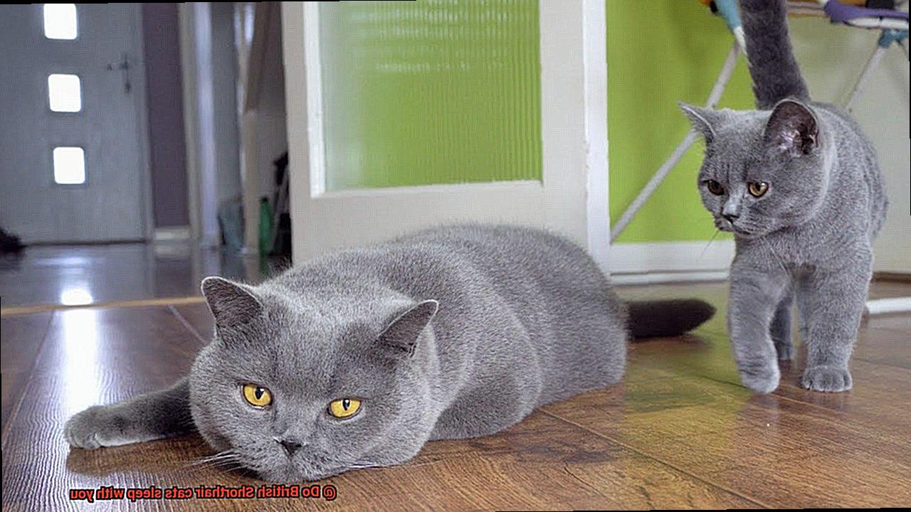Do British Shorthair cats sleep with you-2